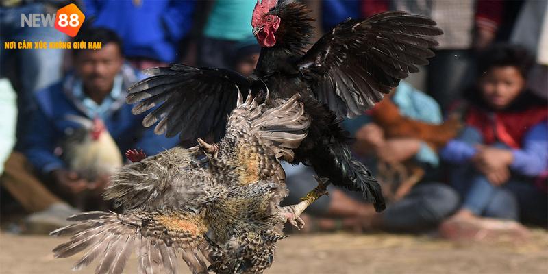 Sơ lược bộ môn chọi kê hấp dẫn hàng đầu